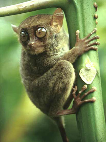 Tarsier